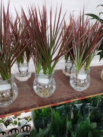绿植租摆