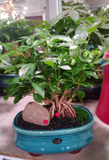 绿植租摆