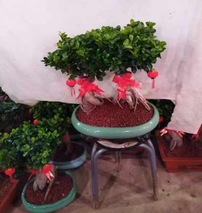绿植租摆