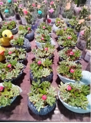 绿植租摆