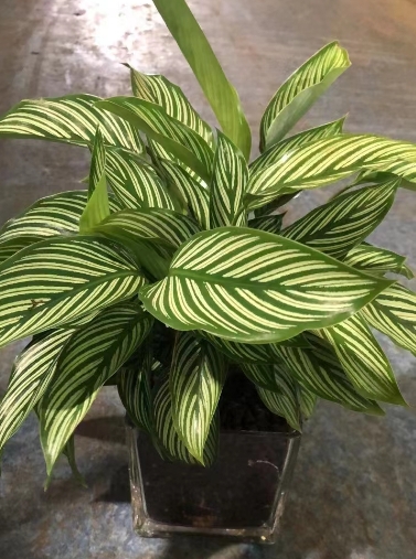 绿植租摆