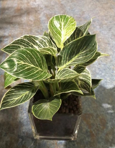 绿植租摆