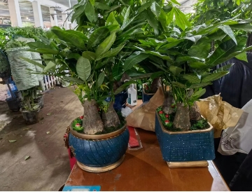 绿植租摆