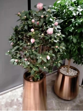 绿植租摆